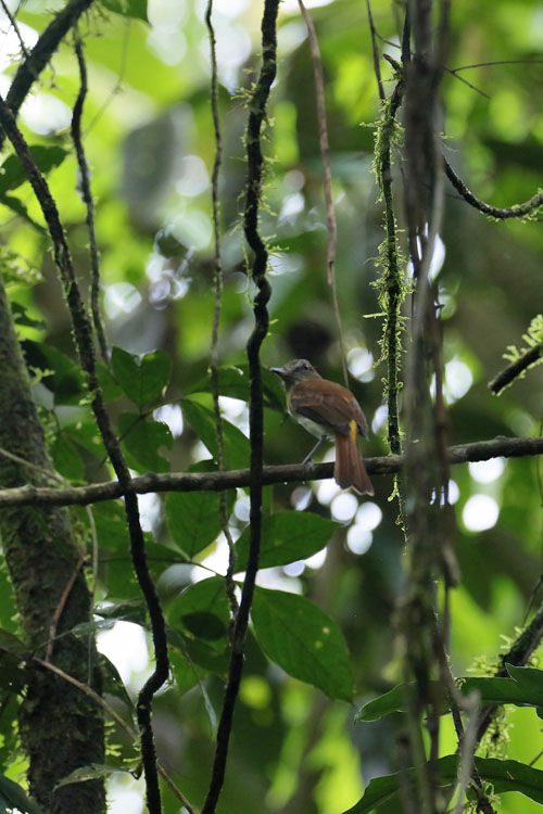 Bright-rumped Attila